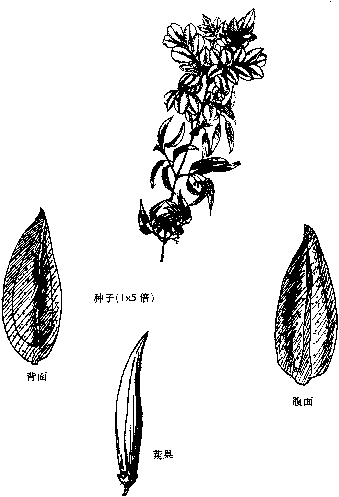 羽叶丁香